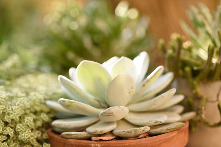 Echeveria laui