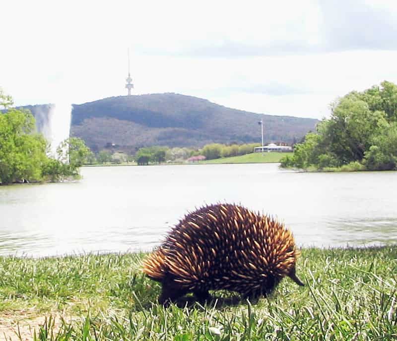 Short-nosed Echidna searching for food beside Lake Burley Griffin in the centre of Canberra.