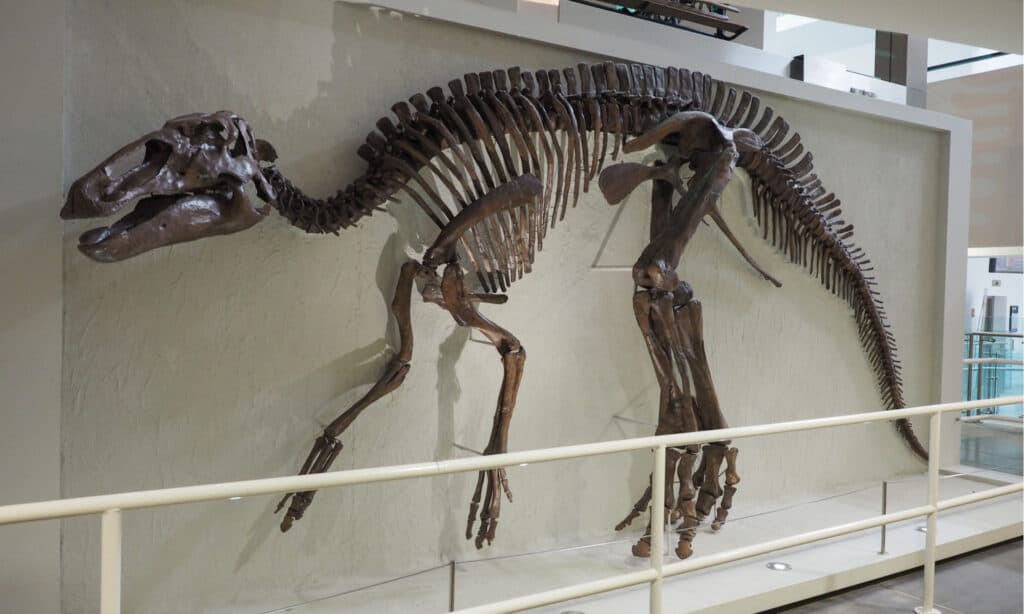 Edmontosaurus skeleton