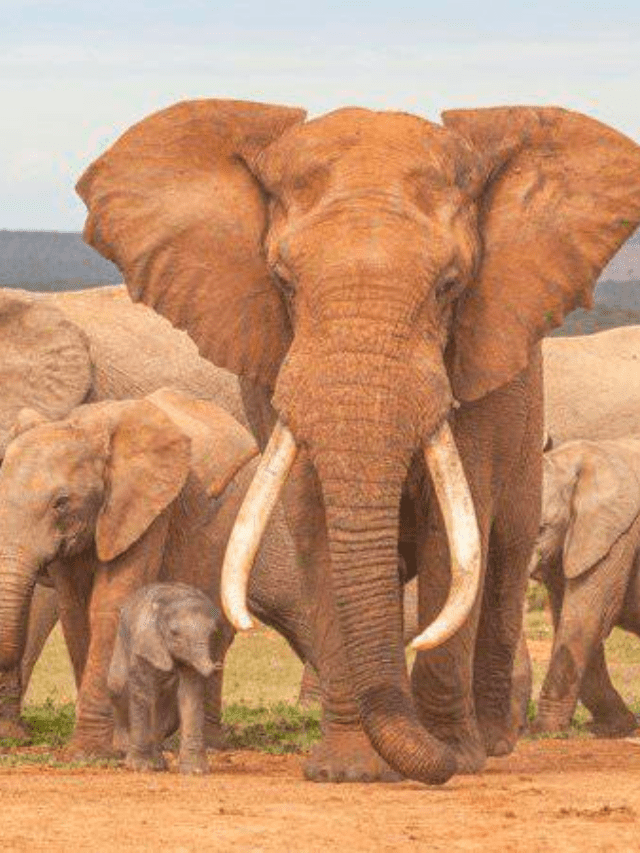 Elephant Lifespan How Long Do Elephants Live Cover Image