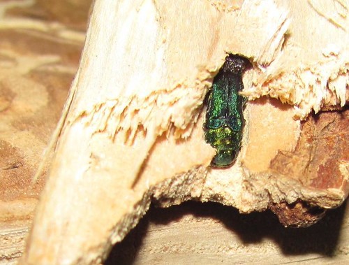 An Emerald Ash Borer burrowed into a piece of ash wood