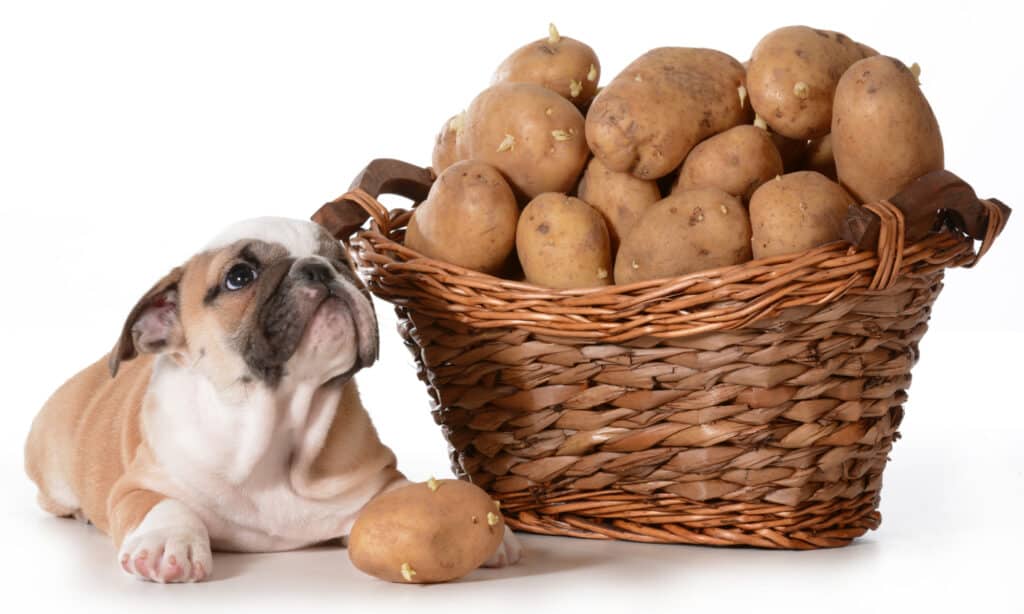 English bulldog puppy next to a basket of potatoes