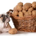 Can you feed potatoes to your dog? The answer is, 