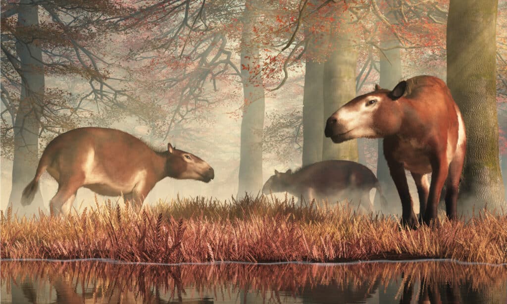 These are Eohippus, or "dawn horse", the earliest known ancestor of the modern horse after the extinction event that ended the reign of the dinosaurs.