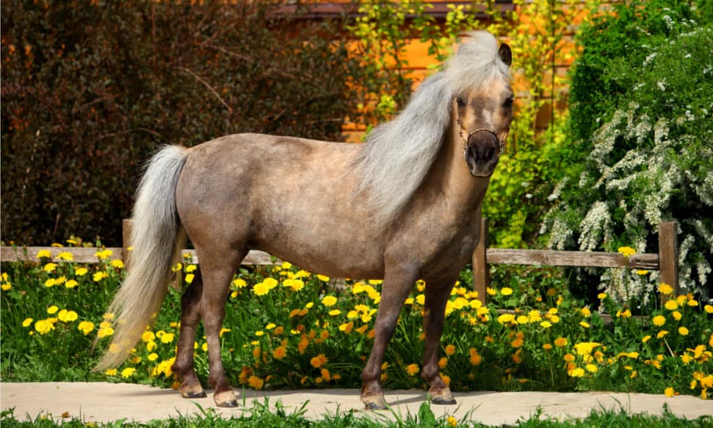 The Falabella miniature horse stands on the road.