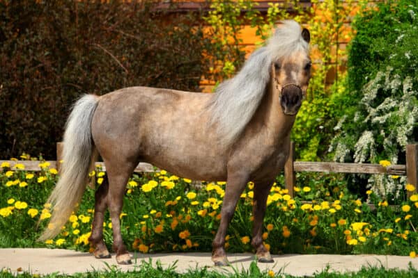Falabella miniature horse standing on a path.
