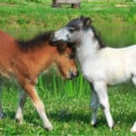 Two mini horses Falabella playing on meadow in summer, bay and white.