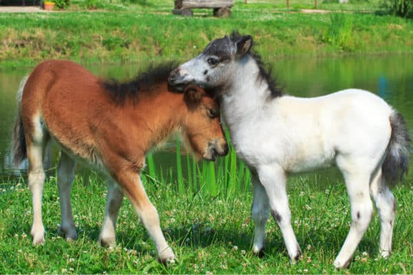 Two mini horses Falabella playing on meadow in summer, bay and white.
