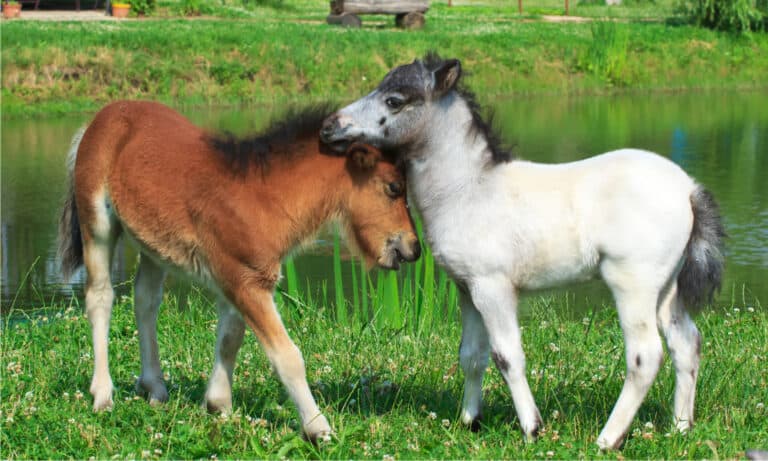 Two mini horses Falabella playing on meadow in summer, bay and white.