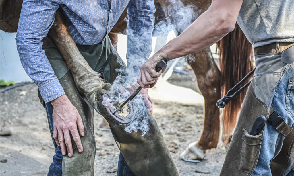 Farrier fits hot horseshoe onto a horse hoof, with smoke blowing from hot horseshoe on hoof.