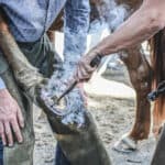 Farrier fits hot horseshoe onto a horse hoof, with smoke blowing from hot horseshoe on hoof. 