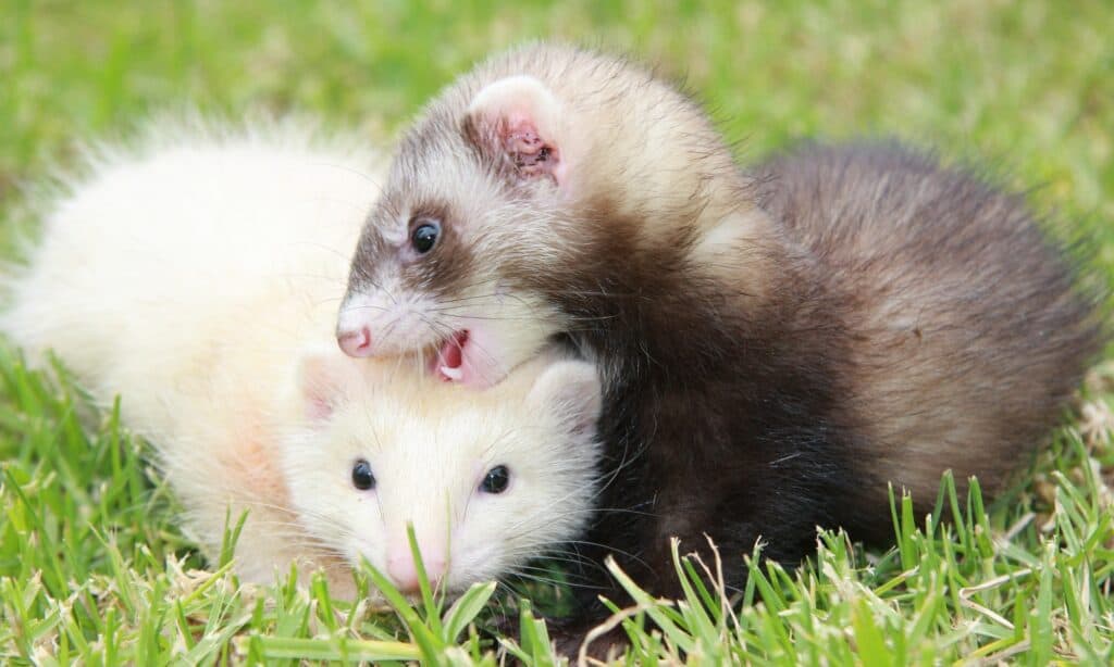 Ferret playpen