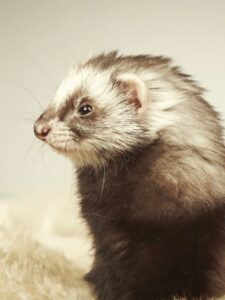 Are you Feeding Your Ferret Too Much? Picture