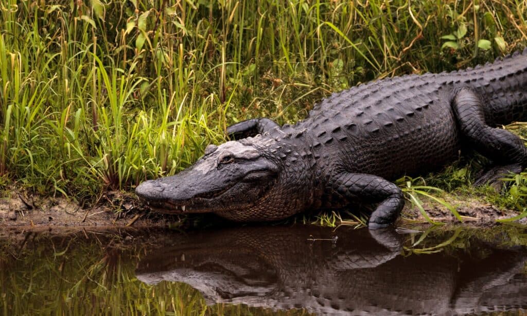 A closeup of an American Alligator. 