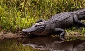 Discover Florida’s Alligator-Infested Sinkhole Known as ‘Deep Hole’ Picture
