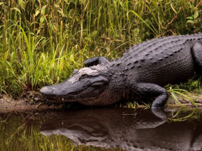 A Discover Florida’s Alligator-Infested Sinkhole Known as ‘Deep Hole’
