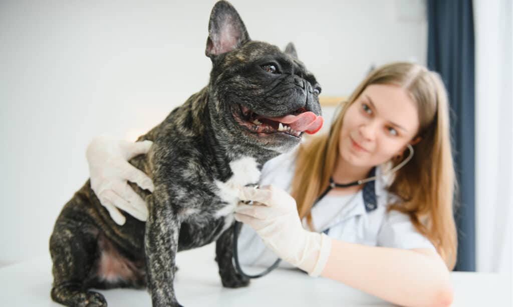 French bulldog at the vet