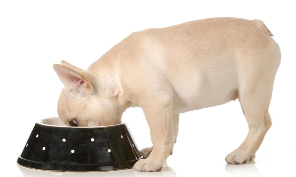 French bulldog puppy eating bell peppers from a bowl