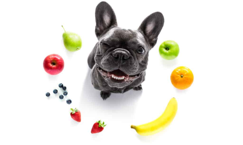 French bulldog surrounded by fruit on white background