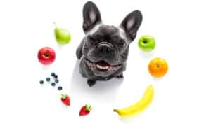Which Fruits Are Safe for Dogs to Eat? Picture