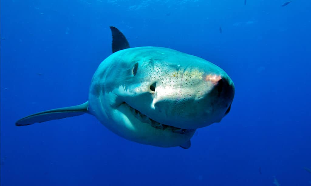 Friendly Great White shark