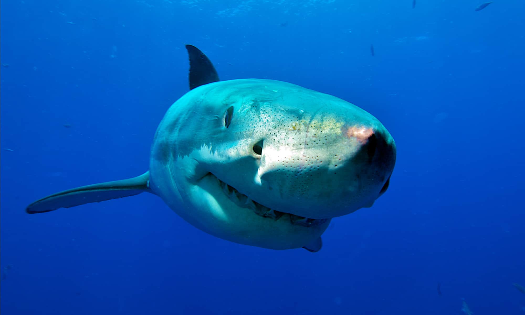 10 Sharks in New Jersey Waters - AZ Animals