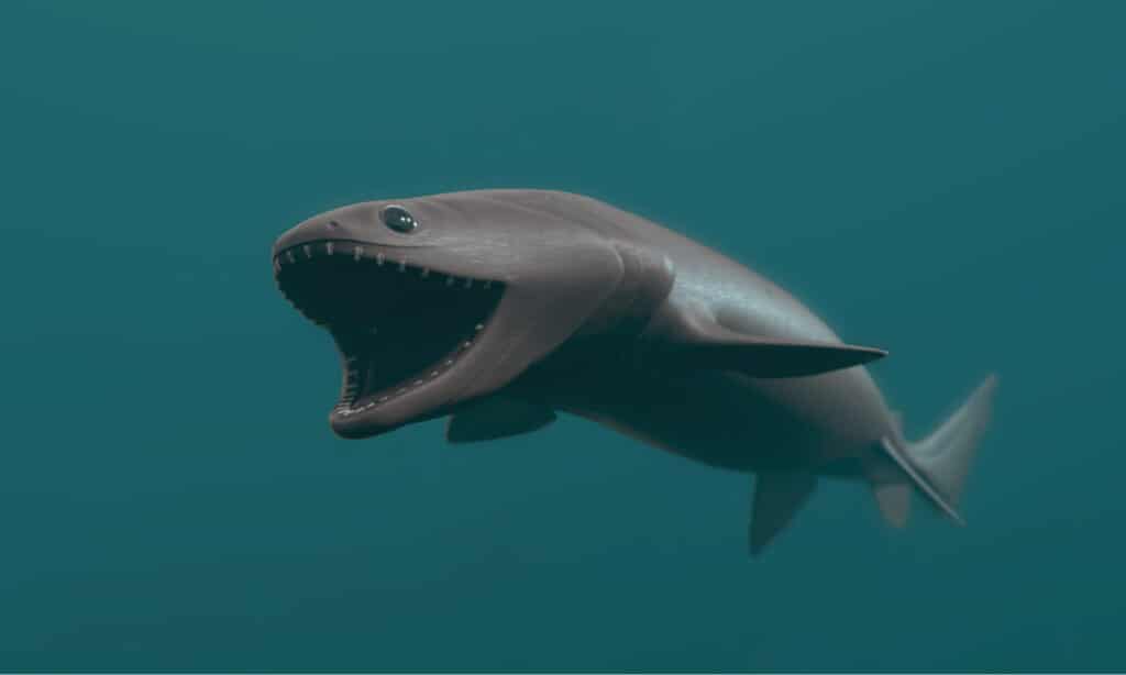 3D rendered image of Frilled Shark.