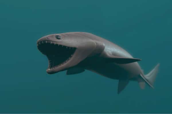 3D rendered image of Frilled Shark.