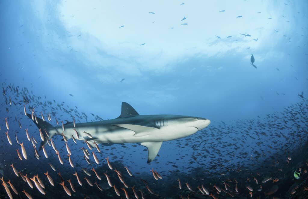 Galapagos shark swimming over a coral reef
