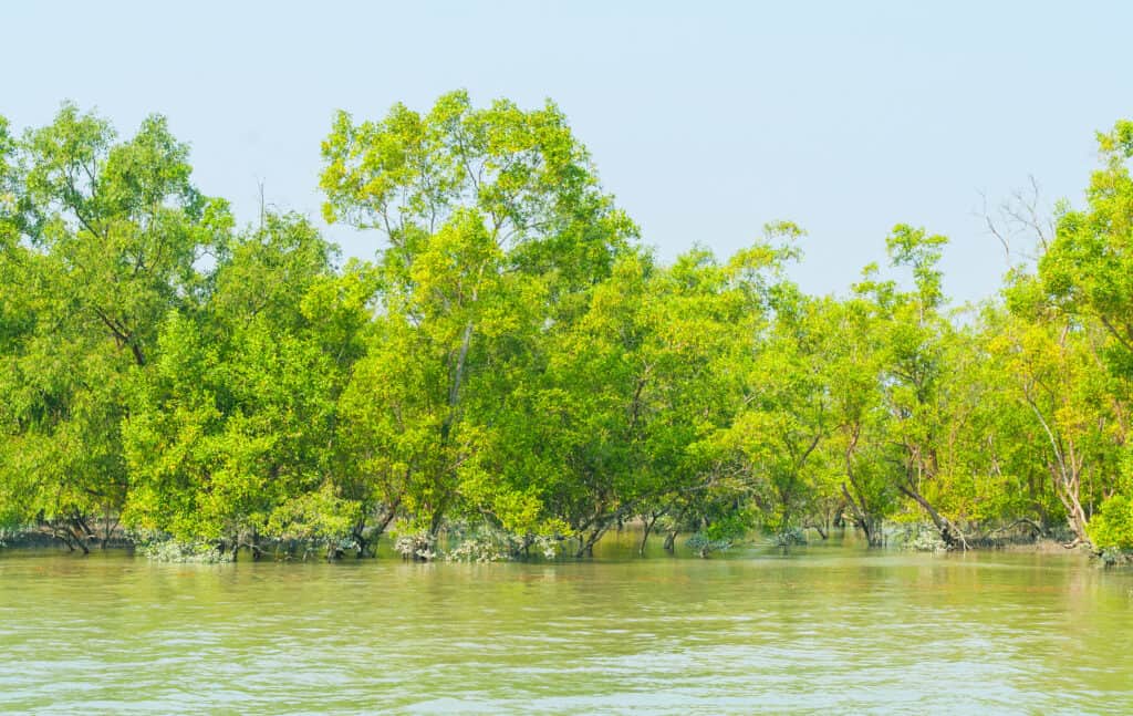 Mangroves in the largest delta on earth, Ganges Delta, in India.