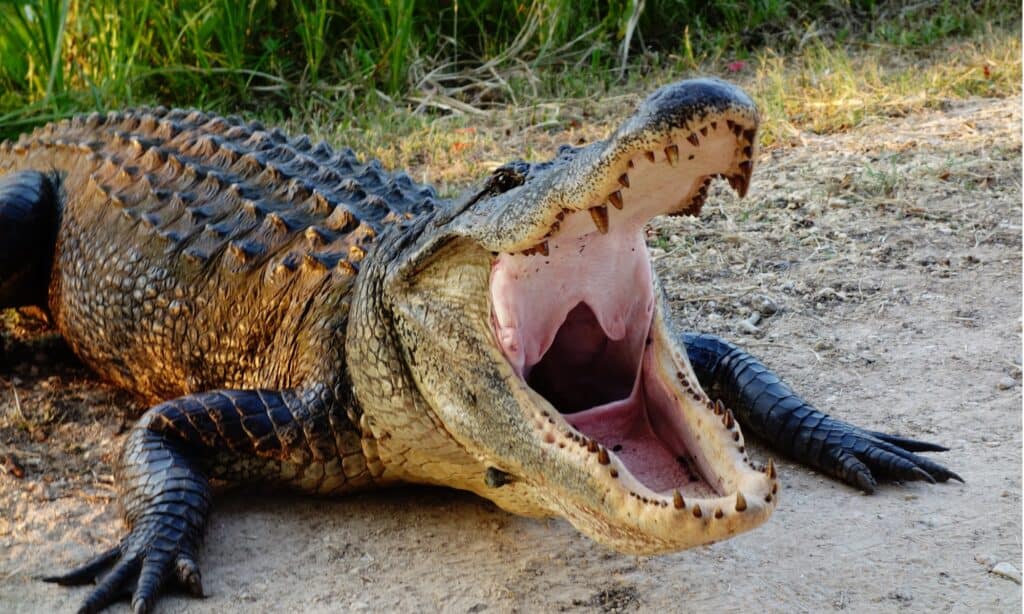 Alligators have sharp teeth and a powerful bite