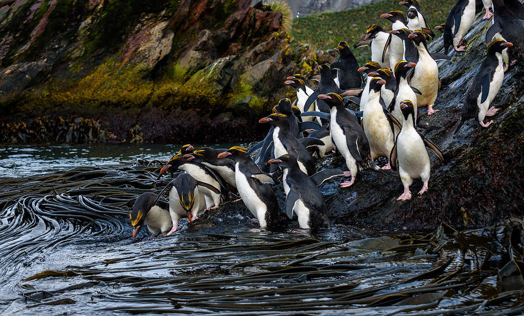 A raft of Macaroni Penguins hopping down a large rock to the seaweed and ocean for morning feeding, Coopers Bay, South Georgia