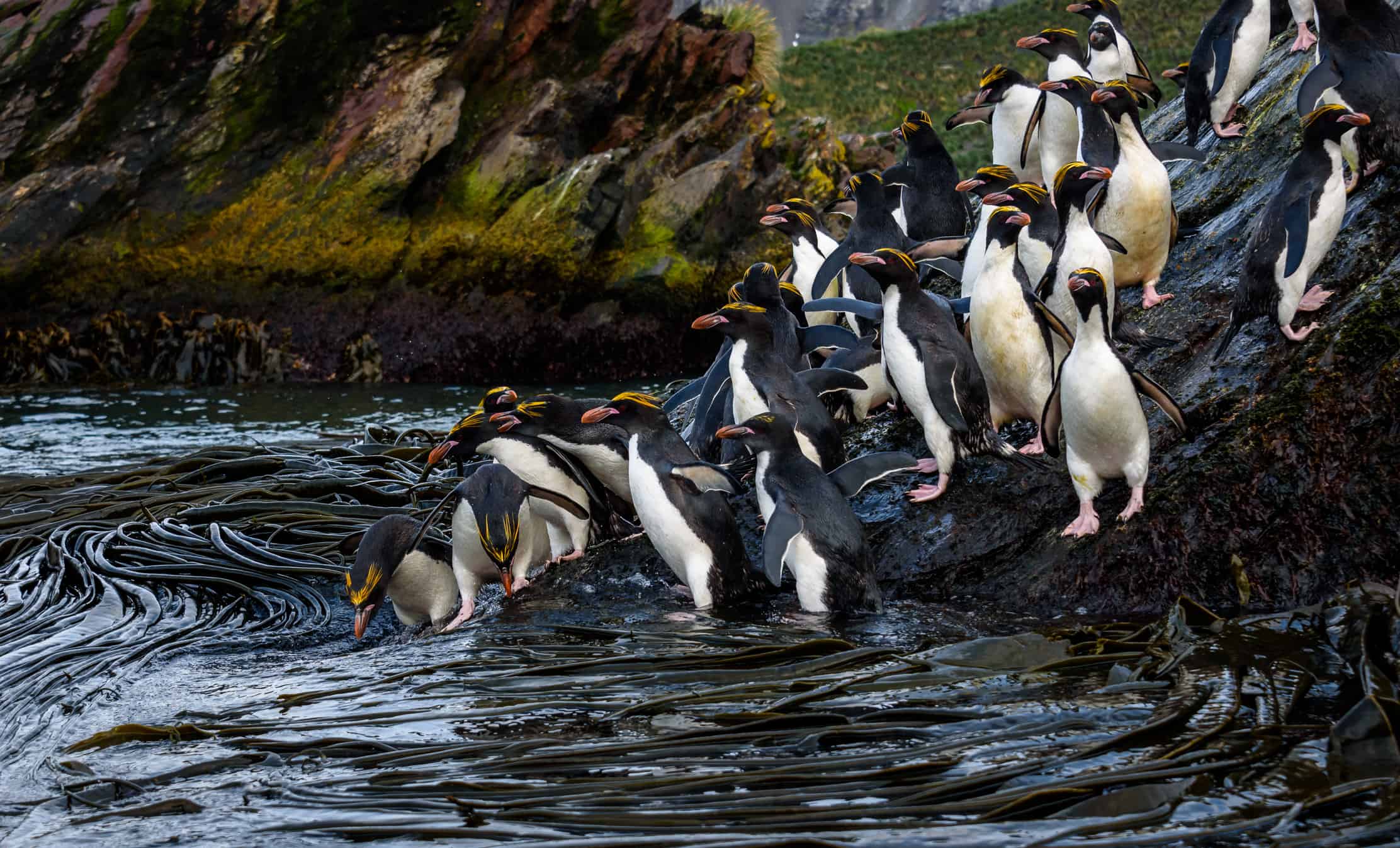 A raft of Macaroni Penguins hopping down a large rock to the seaweed and ocean for morning feeding, Coopers Bay, South Georgia
