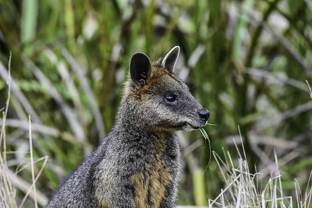 A swamp wallaby alert to danger in its surroundings at Phillip Island, Australia
