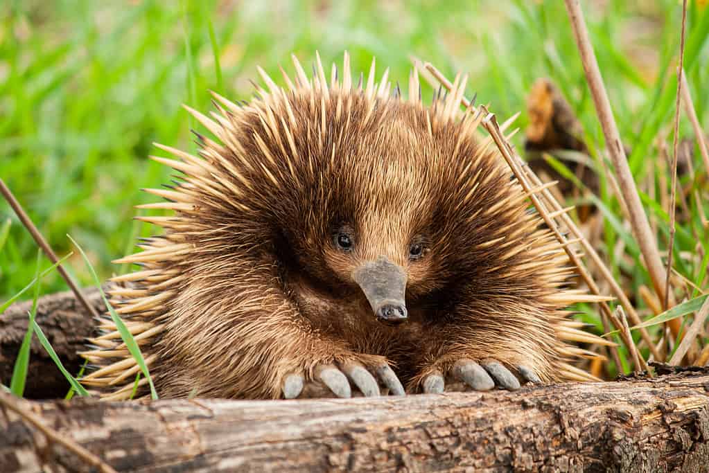 An Echidna lays a leathery egg and moves the egg to her pouch for safe keeping.