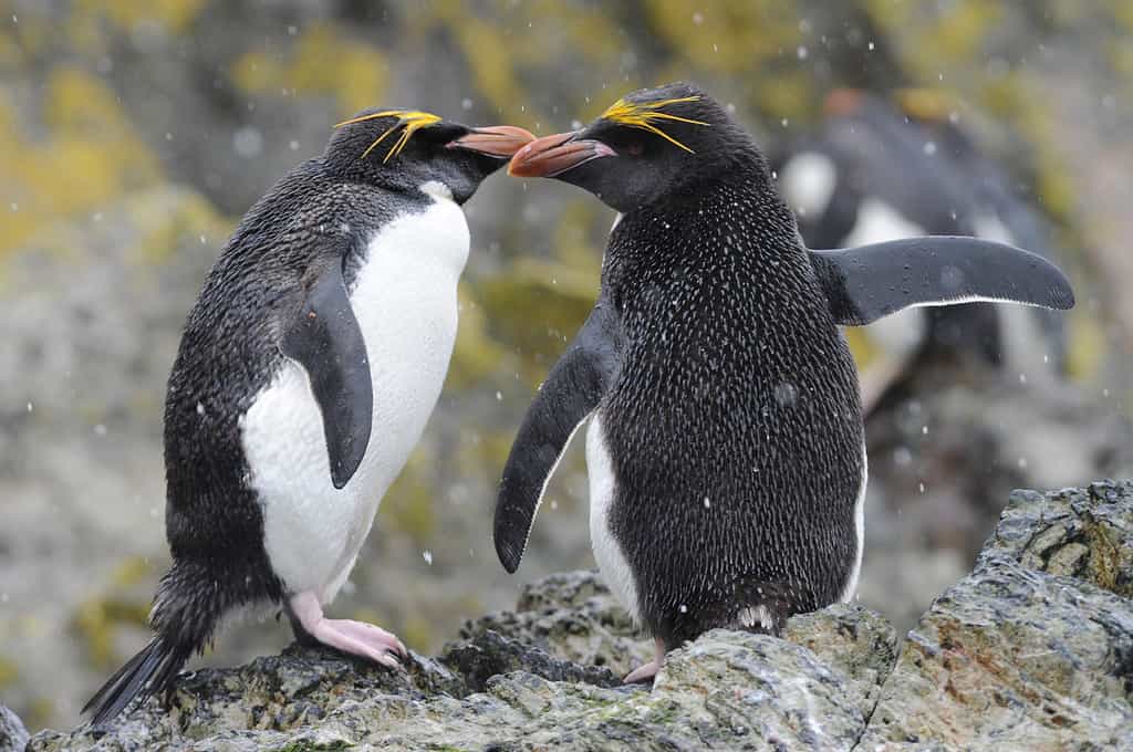 The macaroni penguin (Eudyptes chrysolophus) One of six species of crested penguin
