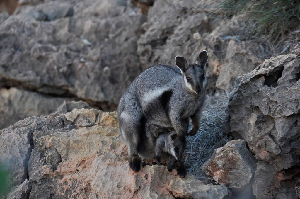 Also known as the black-footed rock-wallaby. Yardie Creek, Western Australia. July 2020.