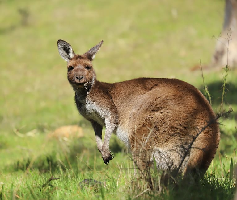 Watch A Happy-Go-Lucky Kangaroo Find Itself In A Three Way Fight with ...