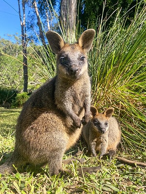 10 Incredible Wallaby Facts - A-Z Animals