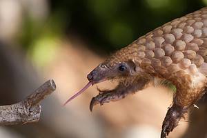 The Top 15 List of Animals With Incredibly Long Tongues Picture