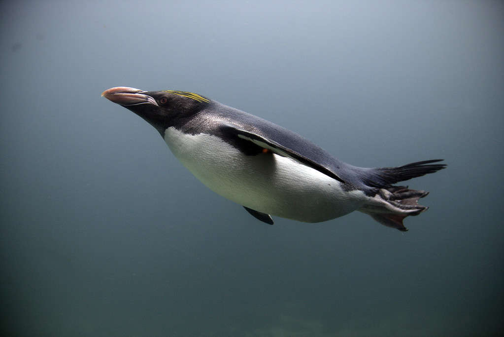 Macaroni penguin, Eudyptes chrysolophus, single bird underwater, captive