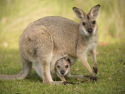 A Wallaby