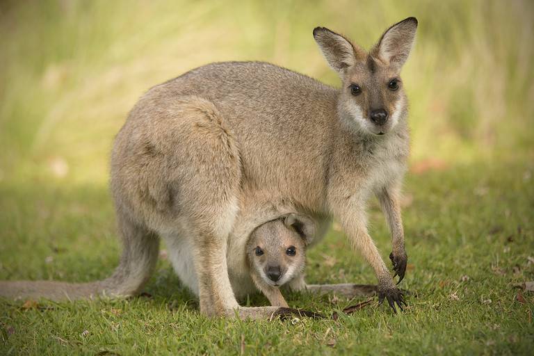 10 Incredible Wallaby Facts A Z Animals