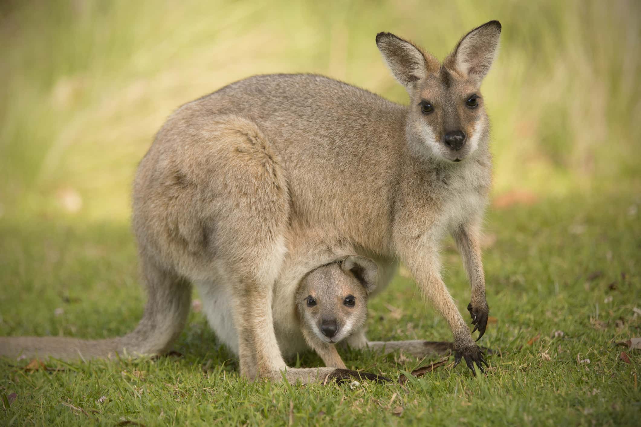 Wallaby Animal Facts Macropus