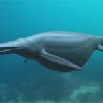 Ichthyosaur