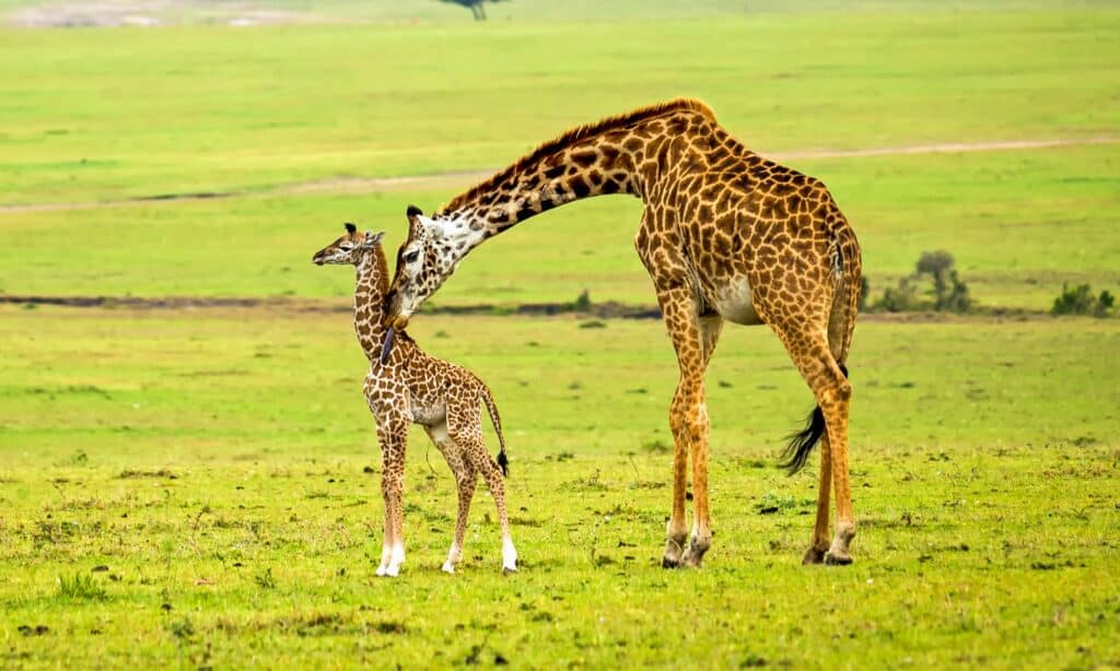 Standoff between a mother giraffe and a lion pack