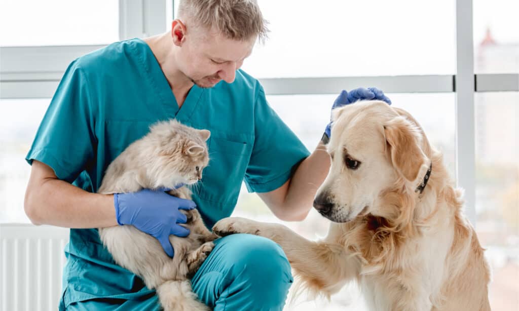 Golden retriever looks concerned as vet holds long-haired cat