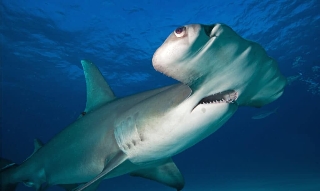 The eyes of Great Hammerhead Sharks sit on the edge of their mallet-shaped heads, they have excellent eyesight and a 360 view of their surroundings, making them skilled hunters.