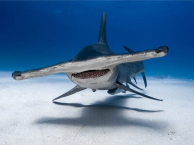 A Great Hammerhead Shark