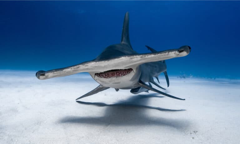 Great Hammerhead in the Bahamas. They are aggressive hunters and will attack if threatened.
